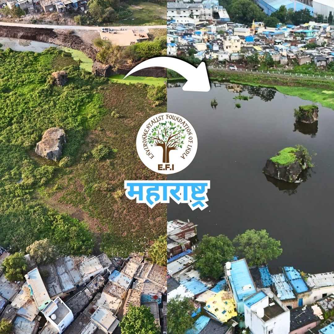 Talav Picture EFI महाराष्ट्र - Shahu Maharaj Talav, Pimpri-Chinchwad - Search for Water!